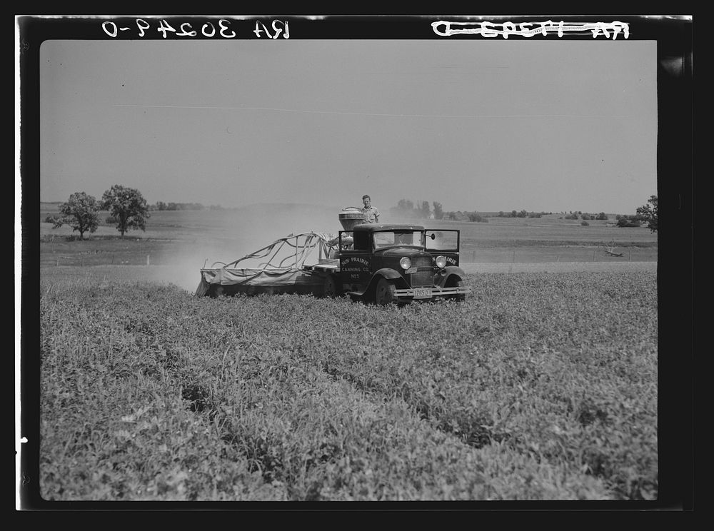 [Untitled photo, possibly related to: Spraying pea vines to get rid of lice. Sun Prairie, Wisconsin] by Russell Lee