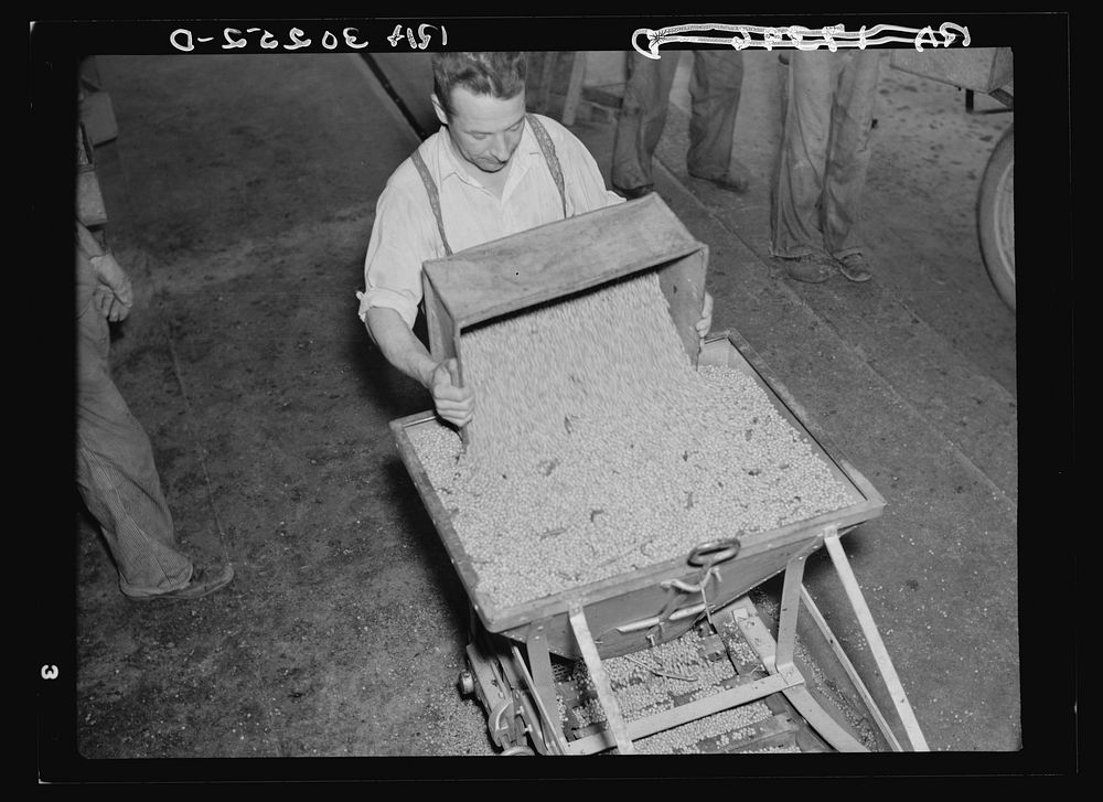 Dumping shelled peas into hopper for conveyor. Canning factory, Sun Prairie, Wisconsin by Russell Lee