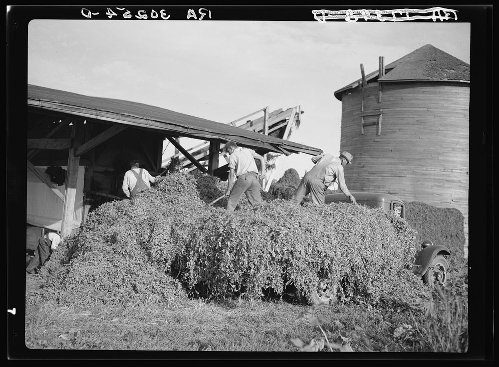 Unloading pea vines at vinery. Sun Prairie, Wisconsin by Russell Lee