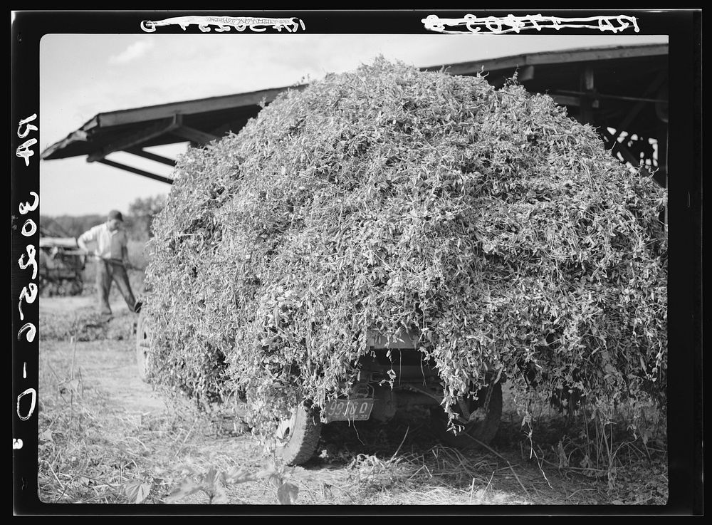 Stacking pea vines in field preparatory to loading on truck to take them to the vinery. Sun Prairie, Wisconsin by Russell Lee