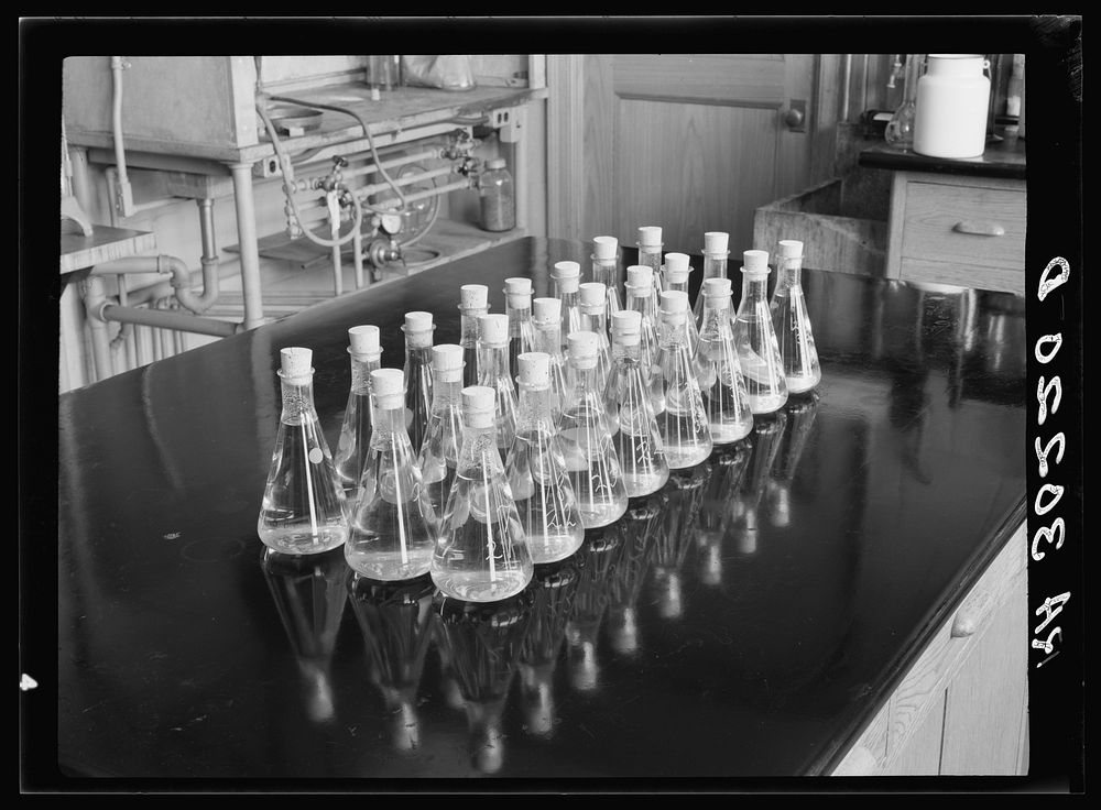 Erlenmeyer flasks full of liquid and wood samples. Forest Products laboratory, Madison, Wisconsin by Russell Lee