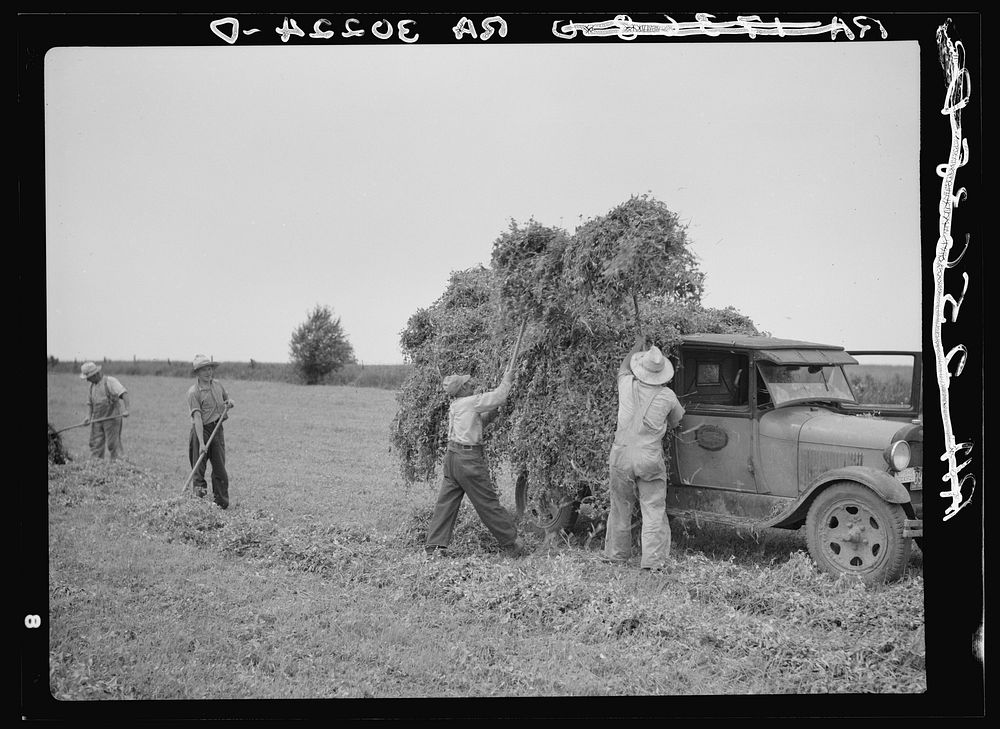 Pitching pea vines on truck in fields near Sun Prairie, Wisconsin by Russell Lee