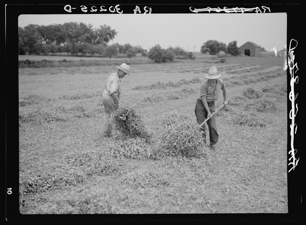 Stacking pea vines preparatory to loading on truck. Near Sun Prairie, Wisconsin by Russell Lee