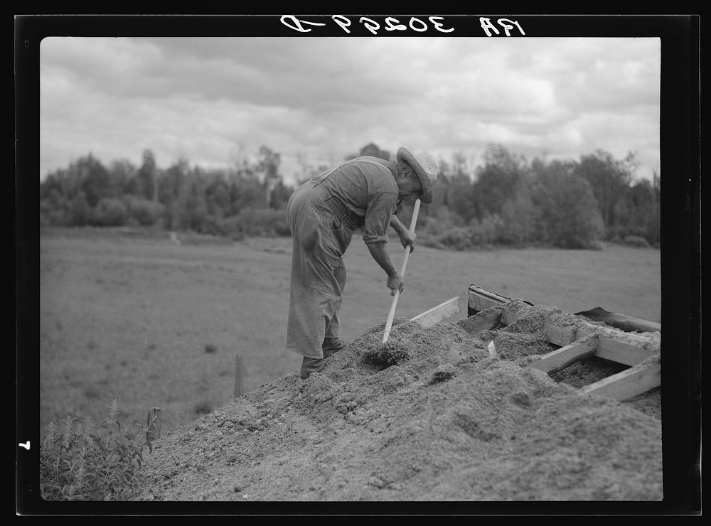 Cut-over farmer putting dirt roof on root cellar near Gheen, Minnesota by Russell Lee