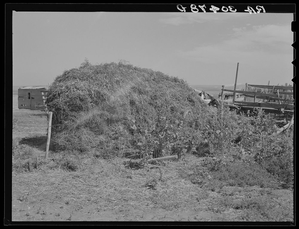 Stack of thistle hay. Williams County, North Dakota. This is only type of feed or roughage that can be obtained locally by…