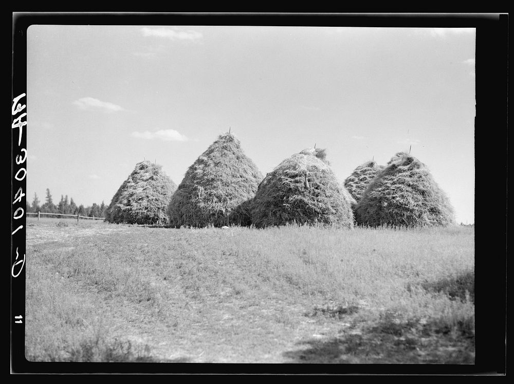 Method of stacking hay. Northcentral Minnesota by Russell Lee