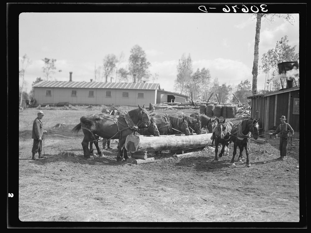 Horses being watered at lumber camp near Effie, Minnesota. The trough was made from a log with a broad axe by Russell Lee