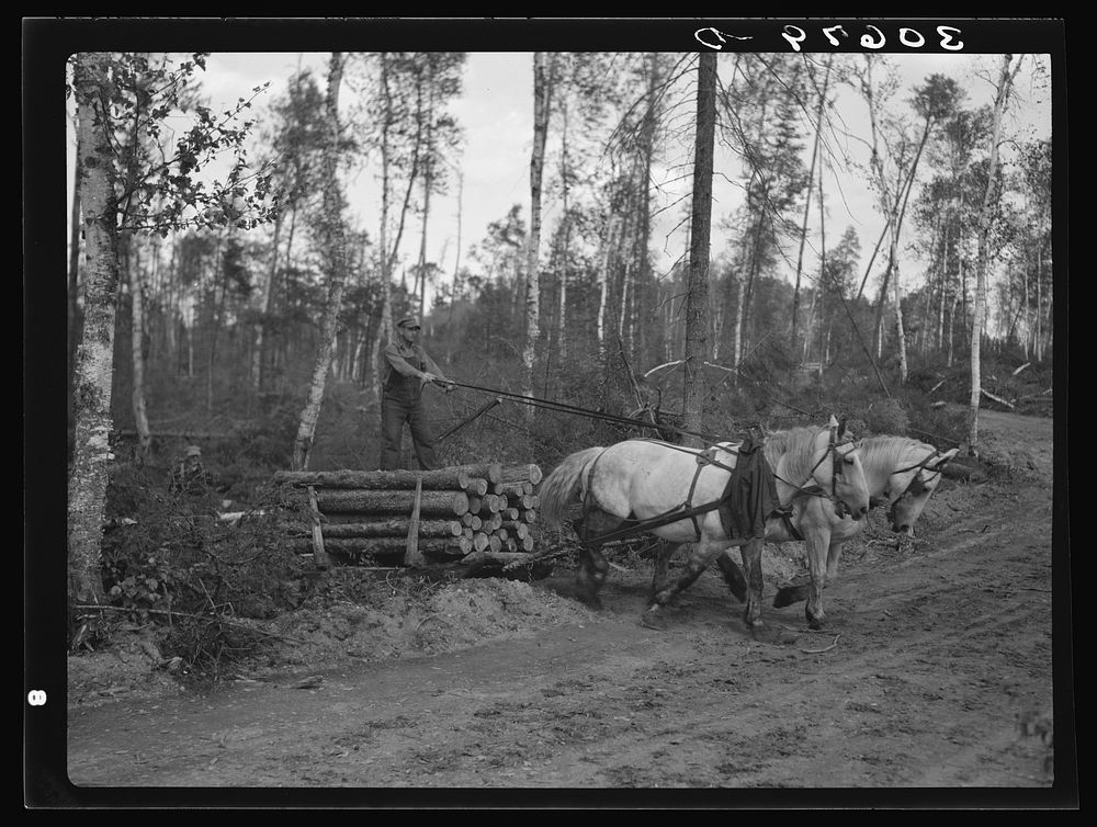 Dragging pulpwood on to main road. Logging camp near Effie, Minnesota by Russell Lee