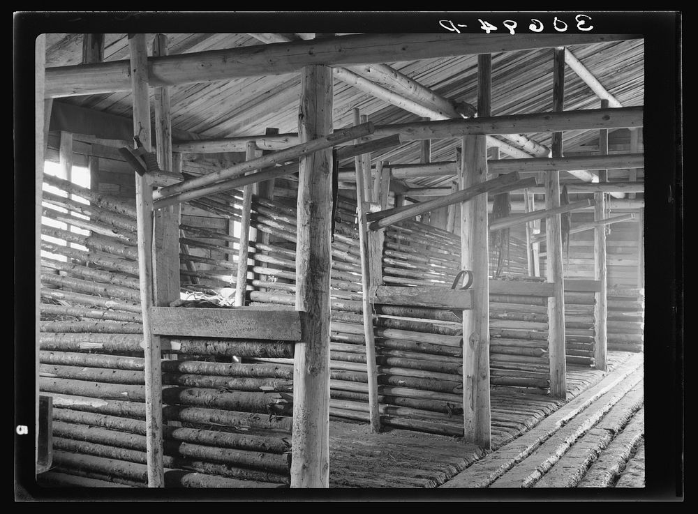 Construction of stalls and barn at logging camp near Effie, Minnesota by Russell Lee