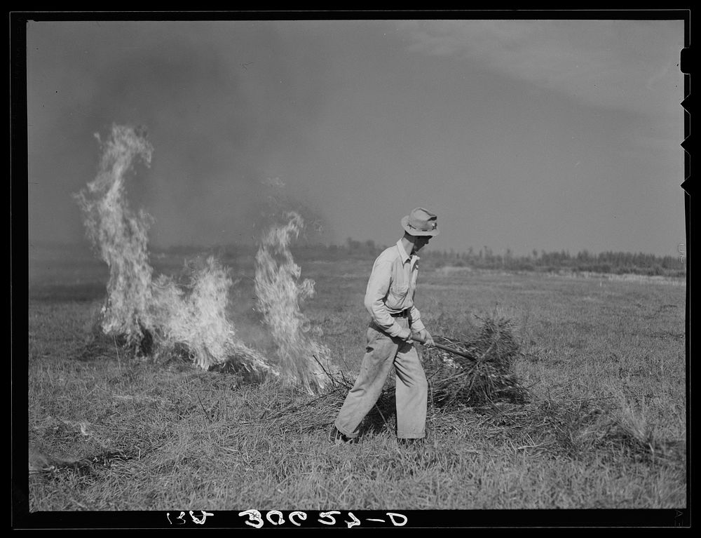 Burning a field of clover that was too poor to harvest for seed near Littlefork, Minnesota by Russell Lee