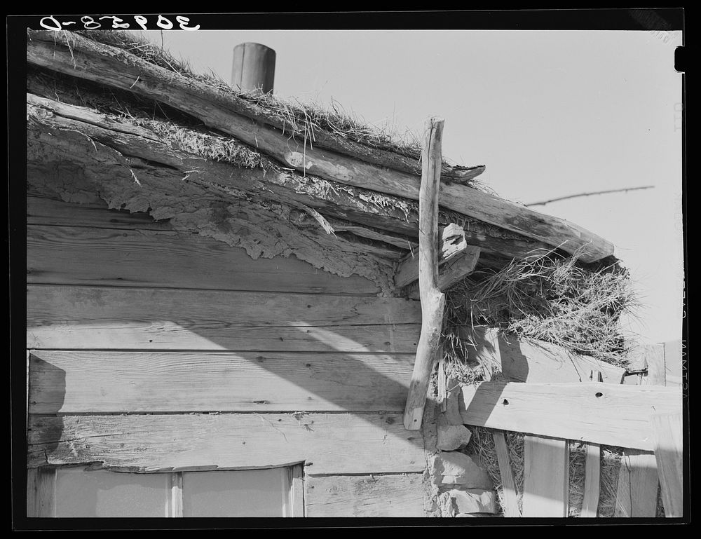 Construction of roof of Elmer Thompson's shack. Sheridan County, Montana by Russell Lee