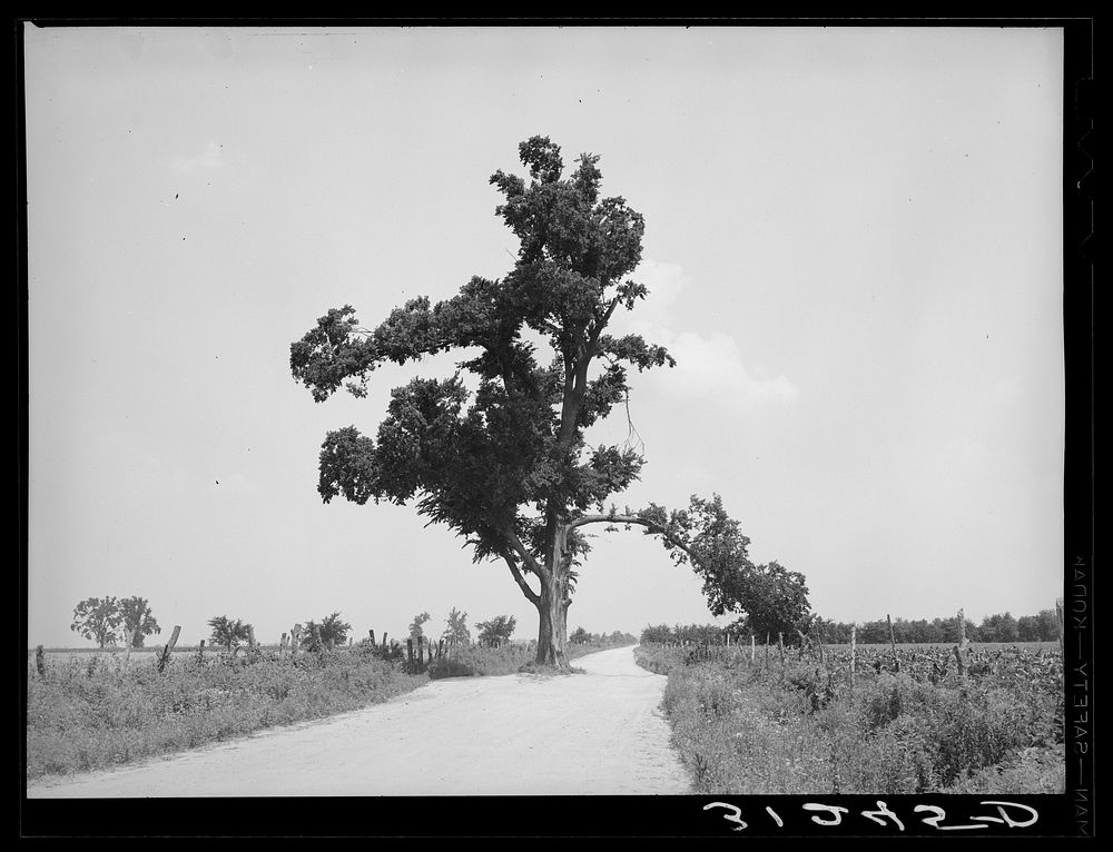 New Madrid County, Missouri, "Hanging Free Photo rawpixel
