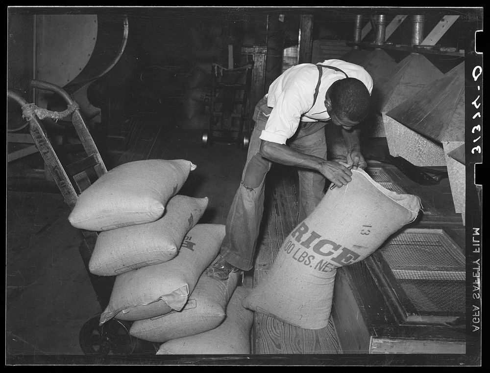 Worker slitting seam on bag of cleaned rice before dumping it in hopper from which packages are filled. State rice mill…