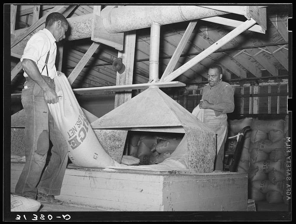 Emptying cleaned rice into hopper for packaging. State rice mill. Abbeville, Louisiana by Russell Lee