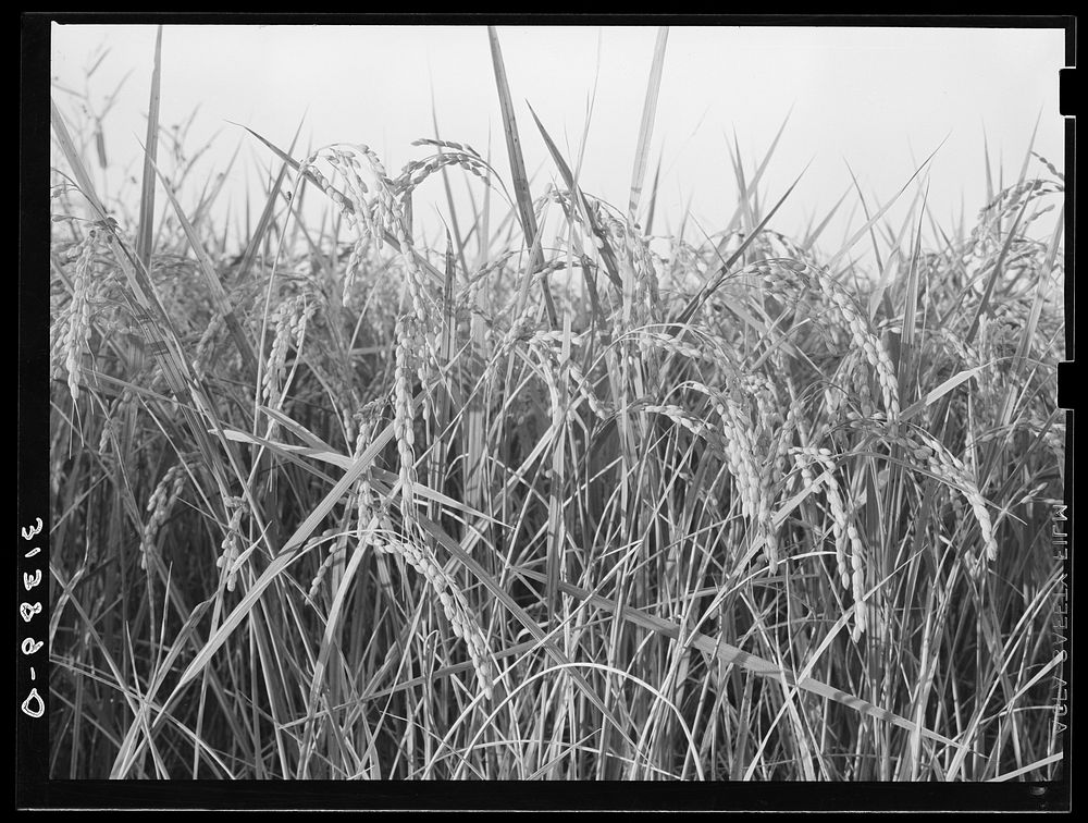 Rice. Crowley, Louisiana by Russell Lee