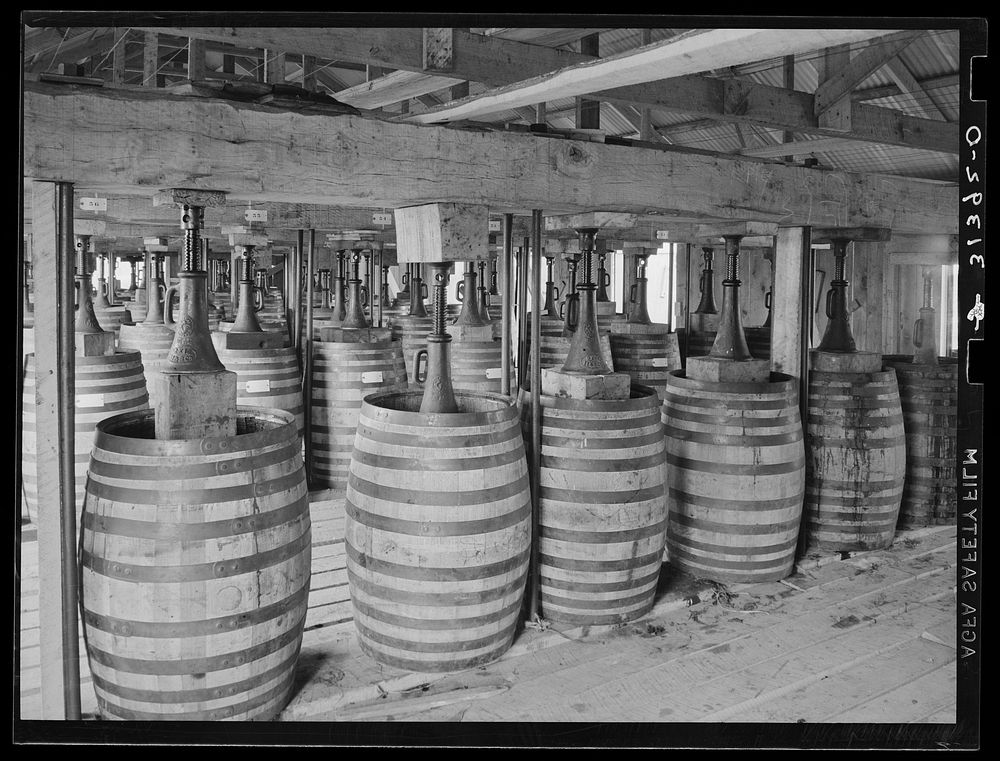 Barrels of perique tobacco during process of aging. Perique tobacco is raised in one parish in Louisiana, and this is the…
