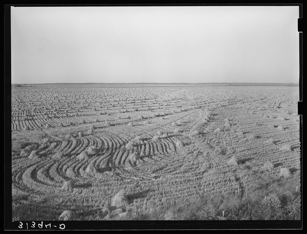 [Untitled photo, possibly related to: Rice field near Crowley, Louisiana] by Russell Lee