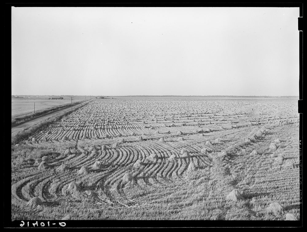 Rice field near Crowley, Louisiana by Russell Lee