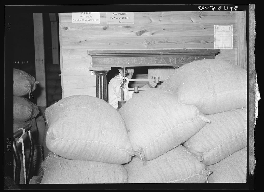 Weighing raw rice. State rice mill, Abbeville, Louisiana by Russell Lee