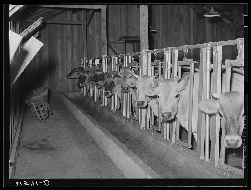 Cows in stanchions in dairy barn. Lake Dick Project, Arkansas by Russell Lee