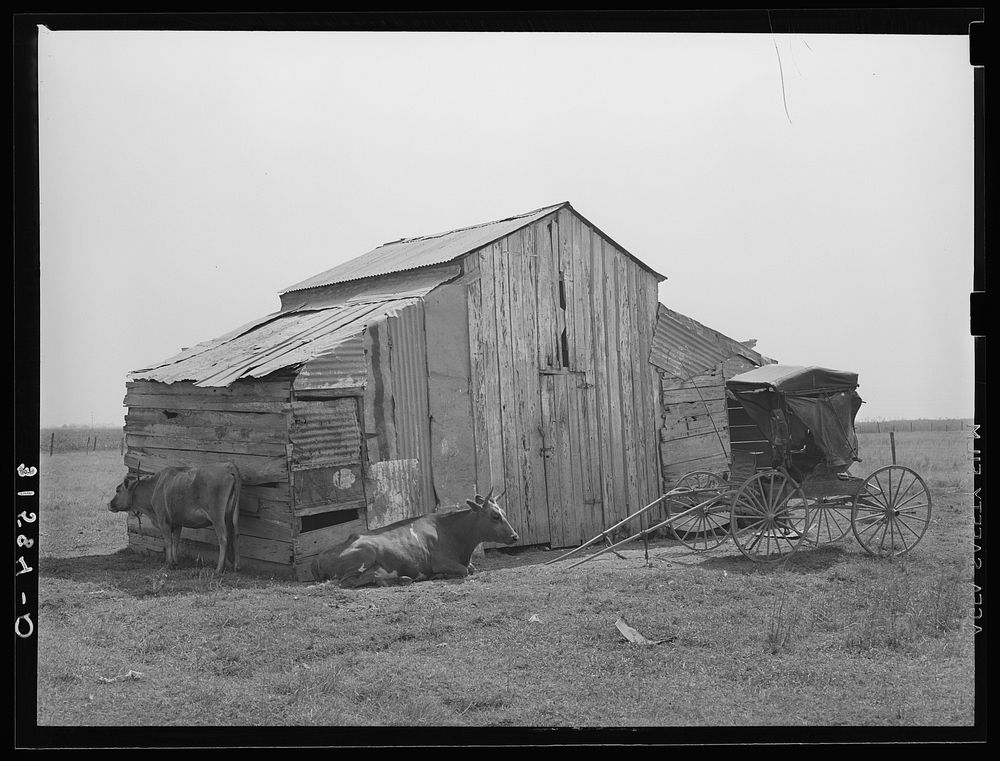 Old barn, cow and buggy, near Lafayette, Louisiana. This buggy is in everyday use, and it is not unusual to see several…