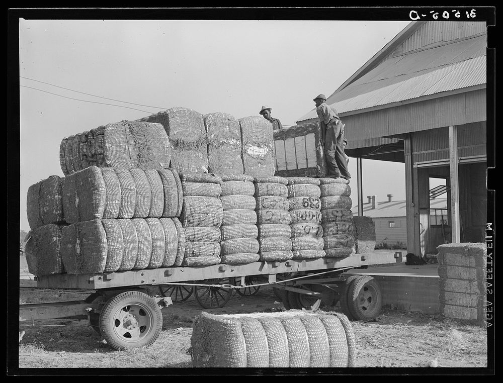Loading bales of cotton onto truck from gin. Lake Dick Project, Arkansas by Russell Lee