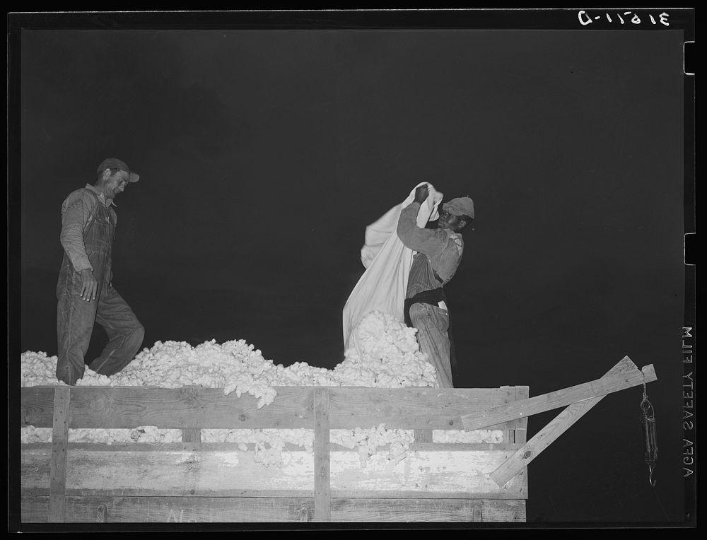 Removing cotton from bag. Lake Dick Project, Arkansas by Russell Lee