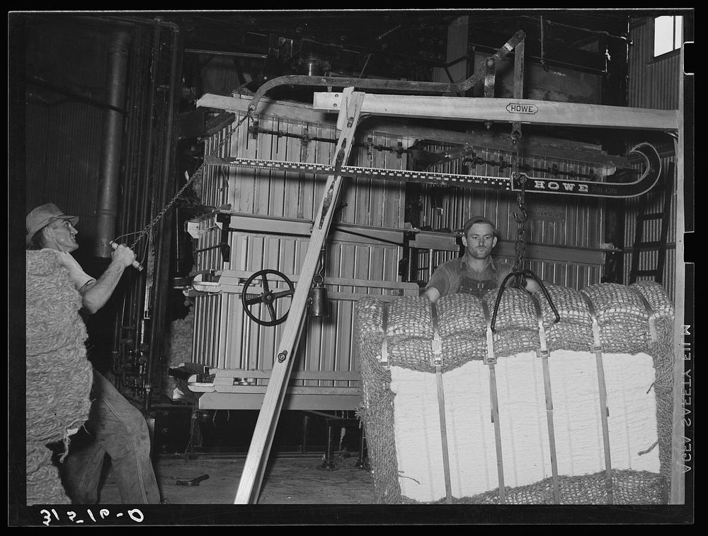 Weighing a bale of cotton at gin. Lake Dick Project, Arkansas by Russell Lee
