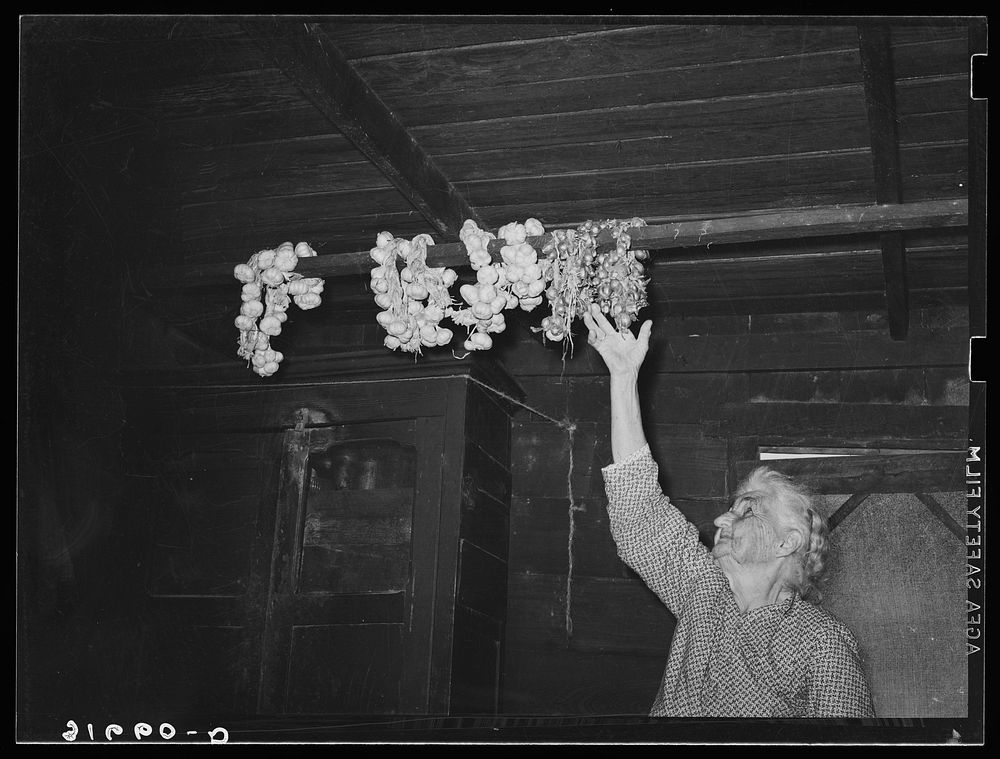Old Cajun woman reaching for strings of garlic suspended from rafters. Near Crowley, Louisiana by Russell Lee