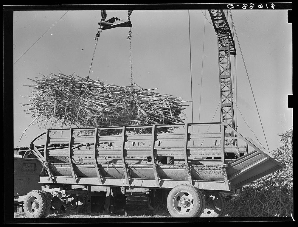 Unloading sugarcane from special trailer at sugar mill near Jeanerette, Louisiana by Russell Lee
