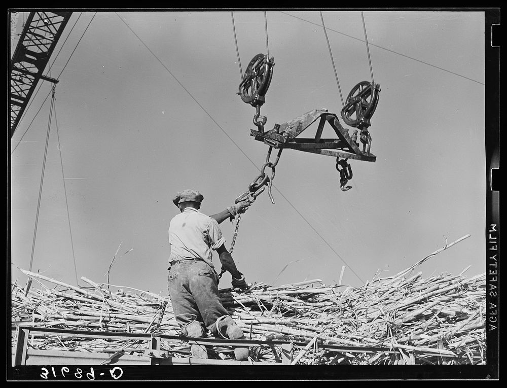 Man atop truck getting ready to hook chain in position for hoisting bundle of sugarcane from truck. Sugar mill near…