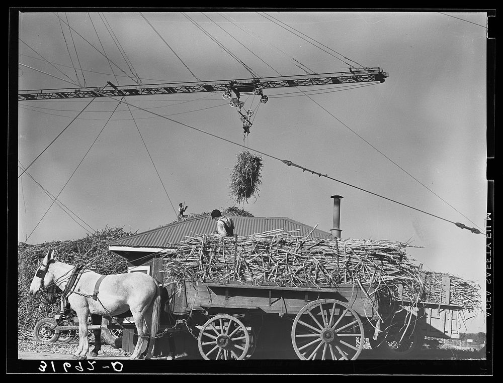 [Untitled photo, possibly related to: Unloading sugarcane from special trailer at sugar mill near Jeanerette, Louisiana] by…
