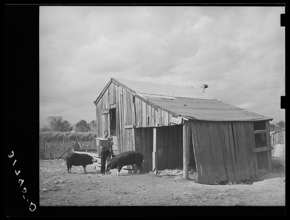 M. LaBlanc, carrying corn to feed hogs on his farmstead in Morganza, Louisiana. He will participate in tenant purchase…