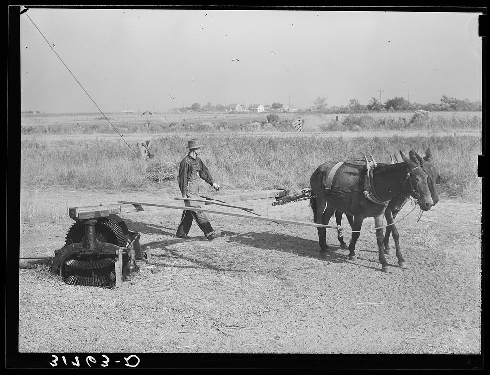 Power for hoisting sugarcane is supplied by these mules and sweep. Near Delcambre, Louisiana by Russell Lee