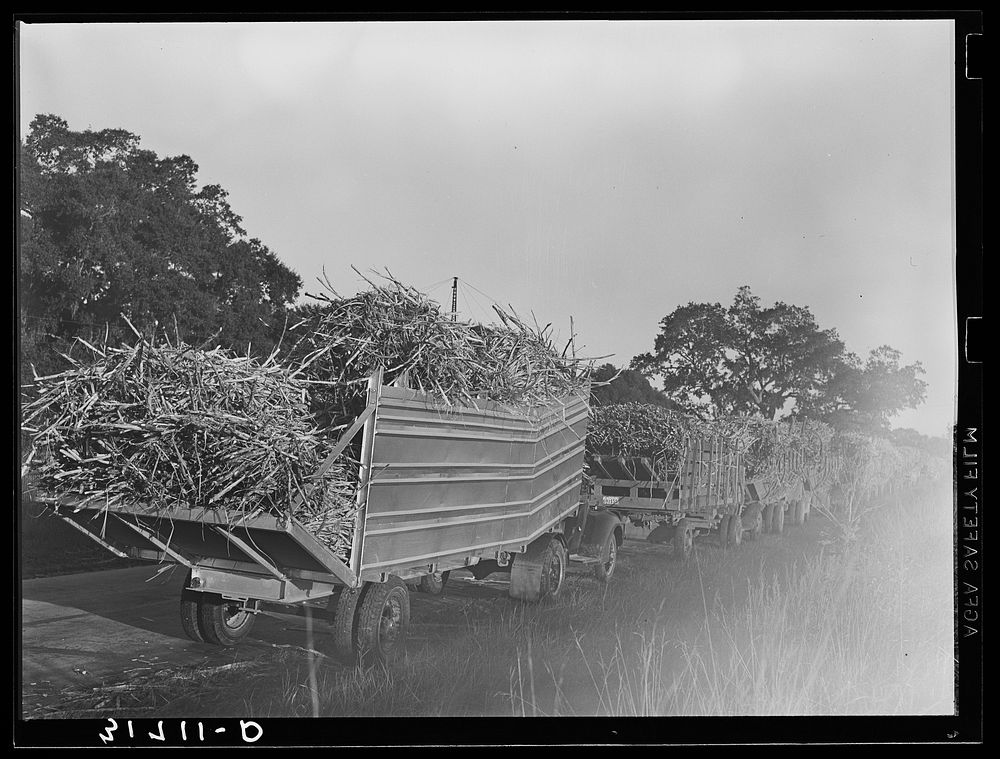 [Untitled photo, possibly related to: Lineup of trucks loaded with sugarcane waiting to be unloaded at the mill near…