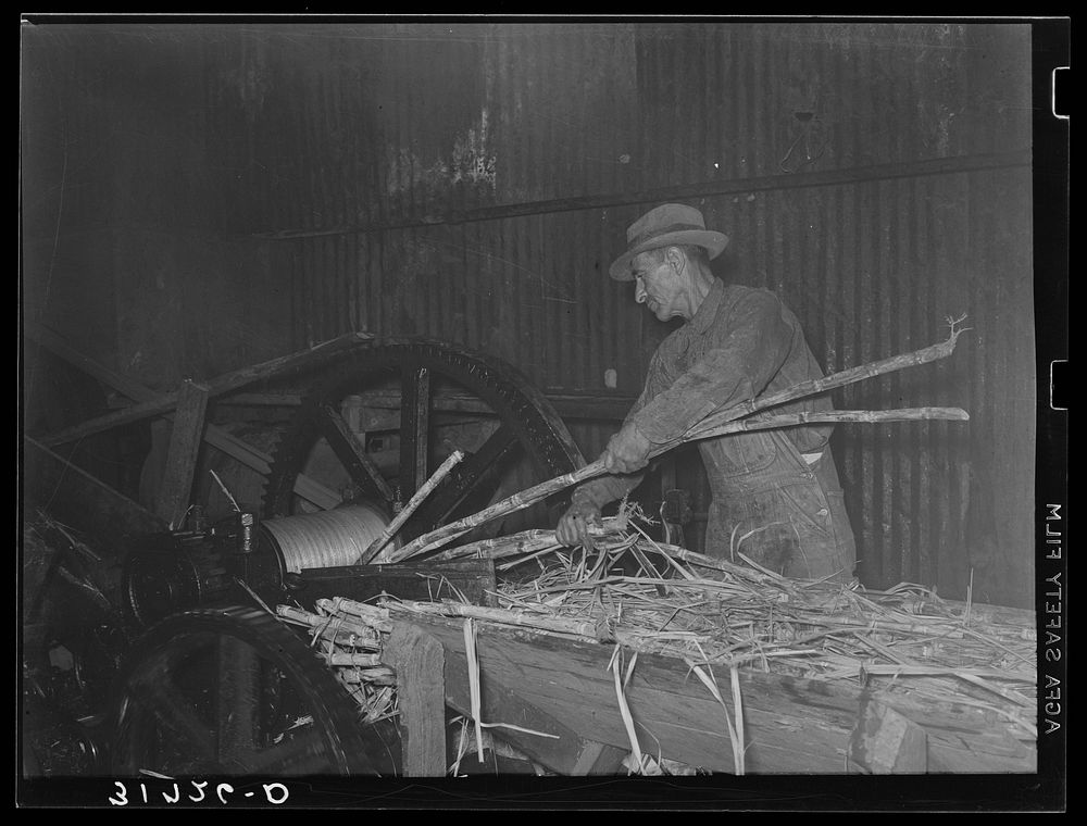 Feeding sugarcane into crusher at sugar mill near New Iberia, Louisiana by Russell Lee