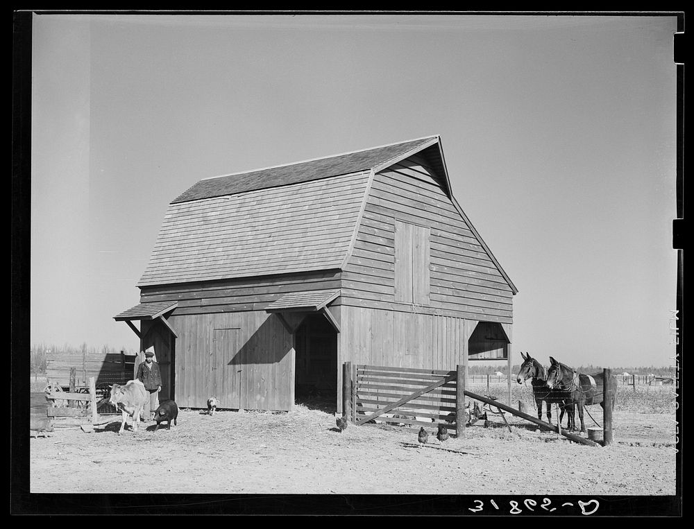 Barn with farmer and livestock. Lakeview Project, Arkansas by Russell Lee