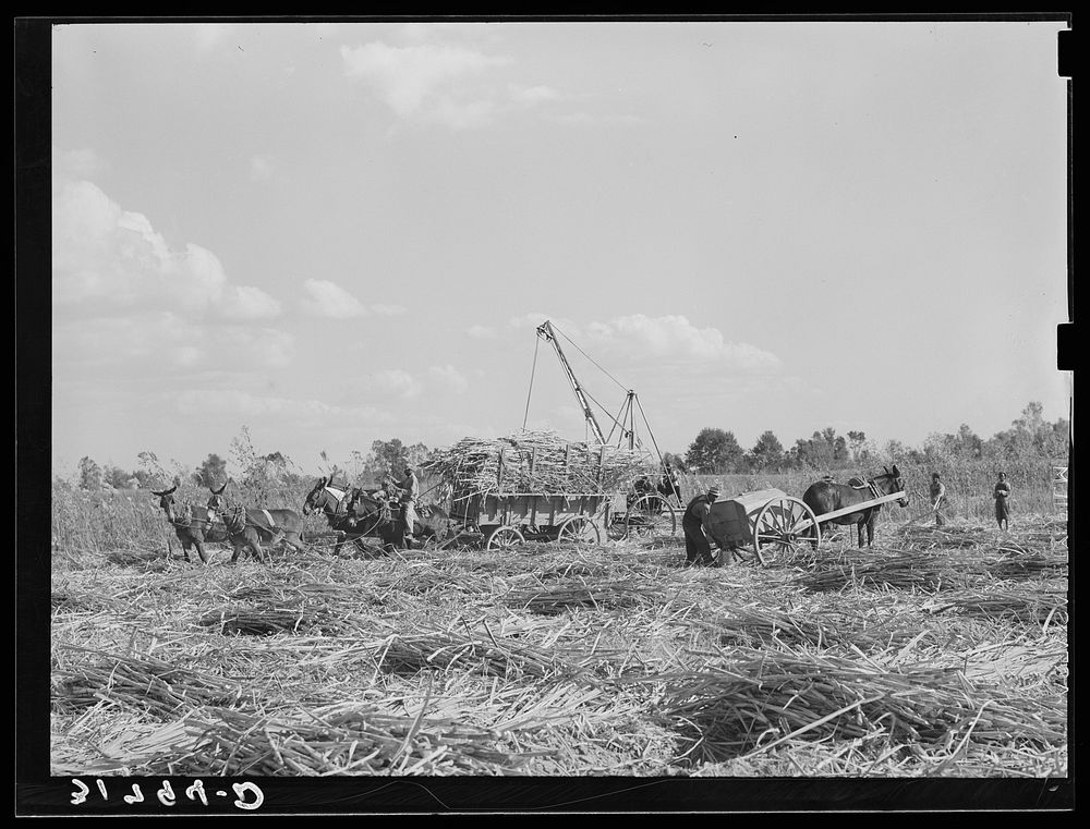 Operations in harvesting of sugarcane. Cane is loaded onto truck or wagon by means of loading rig. Water cart is shown…