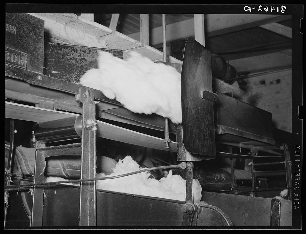 Cotton from the bale is transported by belt to machine for making cotton bats. Weighing device is so sensitive that it…