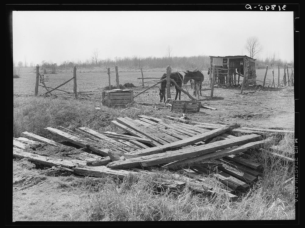 Condition of crossing over ditch. Mules' shack in background on temporary farmstead. Transylvania Project, Louisiana. Until…