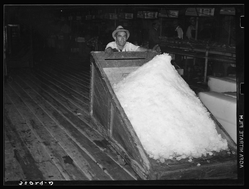 [Untitled photo, possibly related to: Shovelling shaved ice into conveyor system. Vegetable packing plant, Elsa, Texas] by…