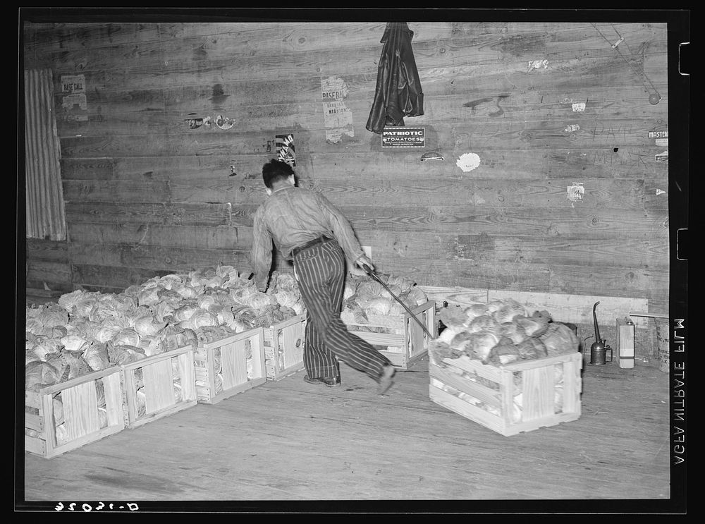 Skidding crate of cabbages in warehouse. Alamo, Texas by Russell Lee