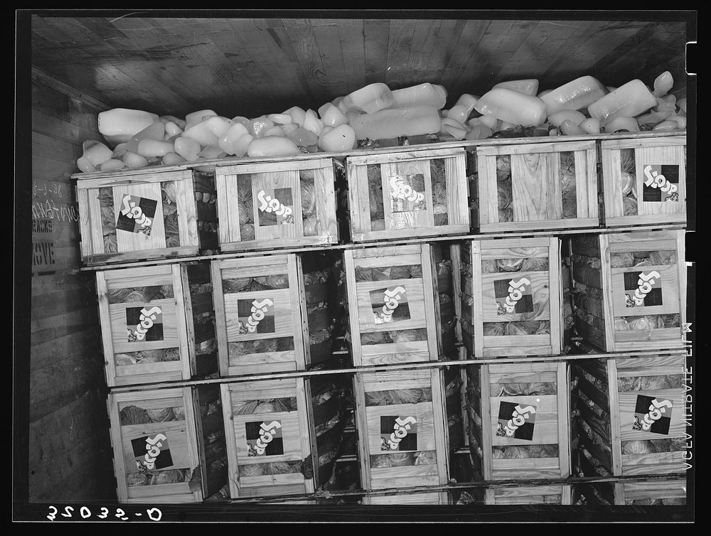 Icing and packing arrangements of car load of cabbage. Alamo, Texas by Russell Lee