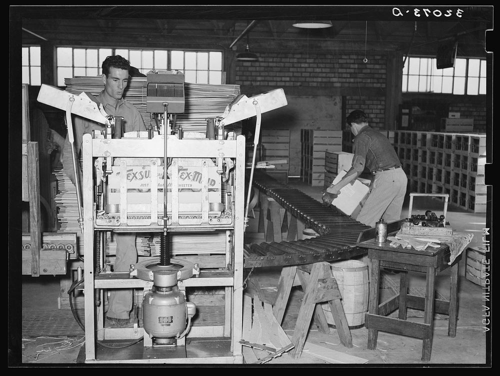 Lidding machine with roller conveyor. Citrus packing plant, Weslaco, Texas by Russell Lee