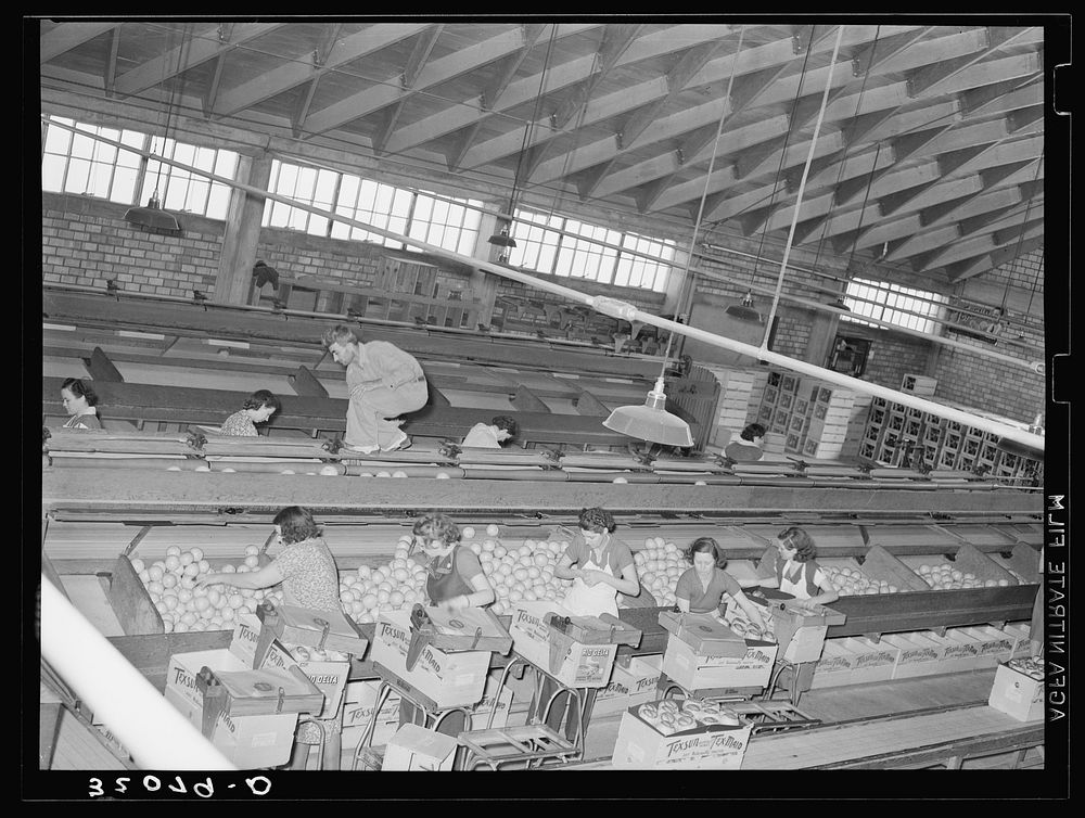 Grapefruit packing plant. Weslaco, Texas by Russell Lee