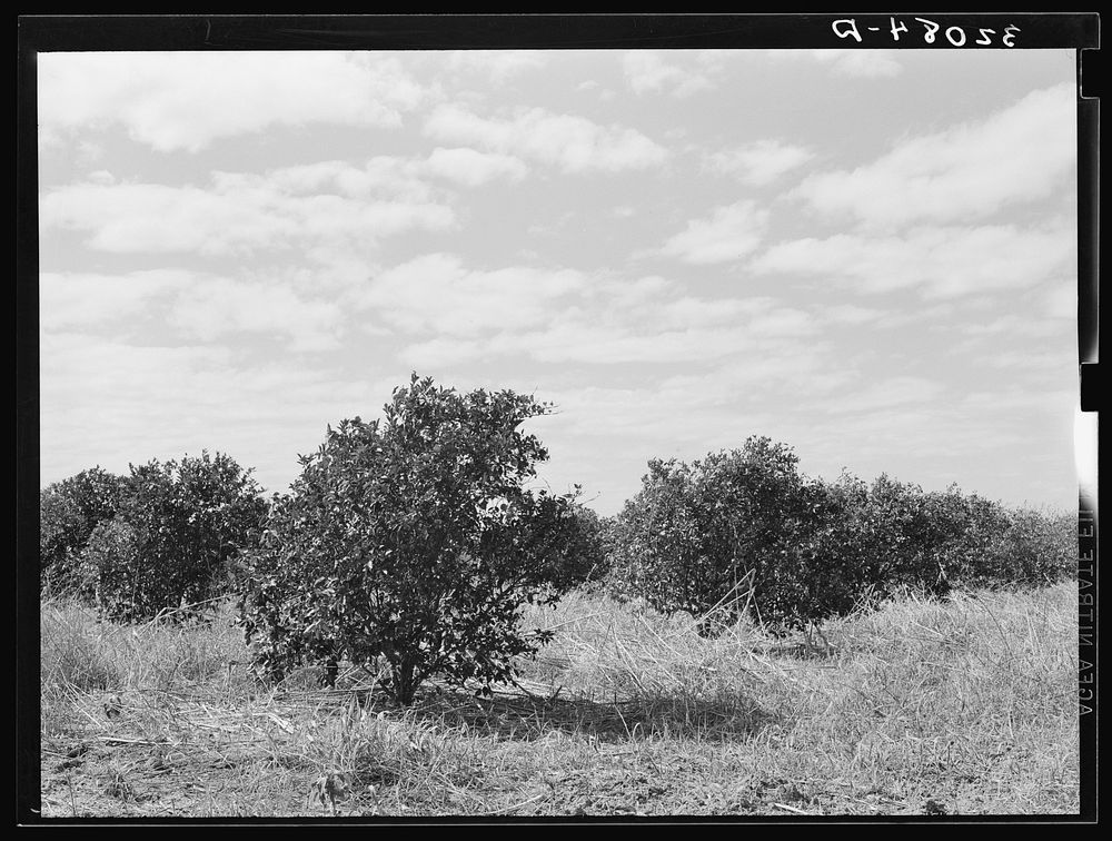 Abandoned citrus grove near Weslaco, Texas. Note the great amount of underbrush. There are several of these abandoned groves…