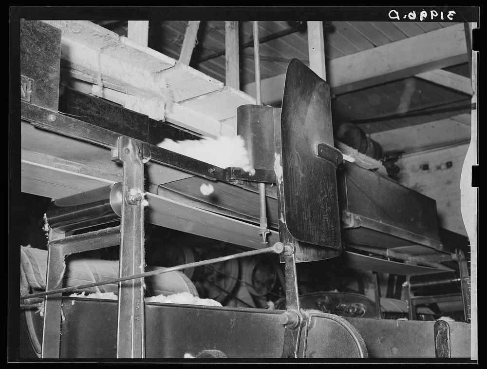 [Untitled photo, possibly related to: Cotton from the bale is transported by belt to machine for making cotton bats.…