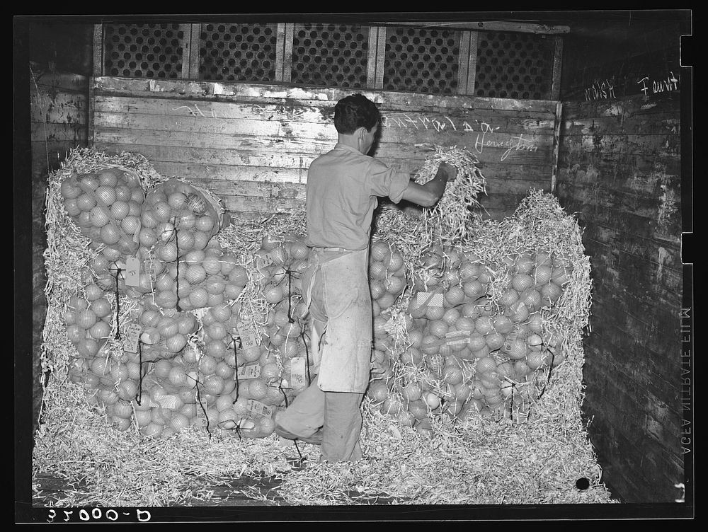 Packing grapefruit in car for shipping. Weslaco, Texas by Russell Lee
