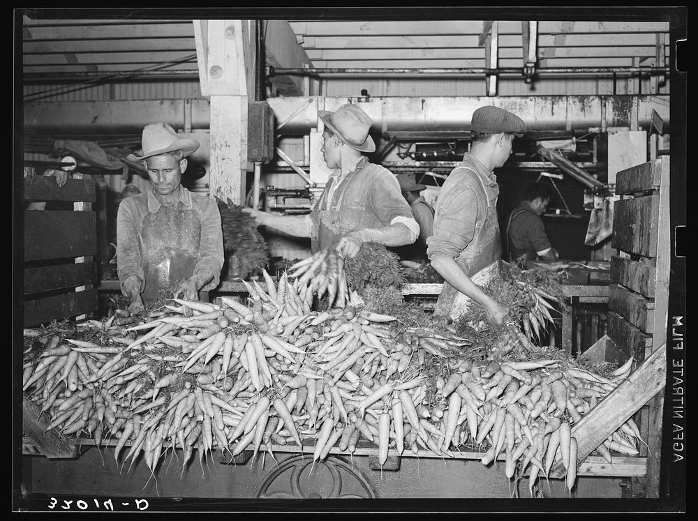 Carrots are taken from large trucks and placed on conveyor where they are washed. Vegetable packing plant, Elsa, Texas by…