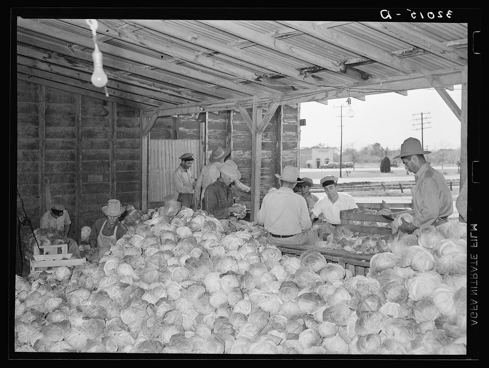Sorting and inspecting cabbages before packing into boxes. Alamo, Texas by Russell Lee